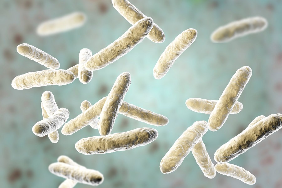Probióticos y microbiota intestinal